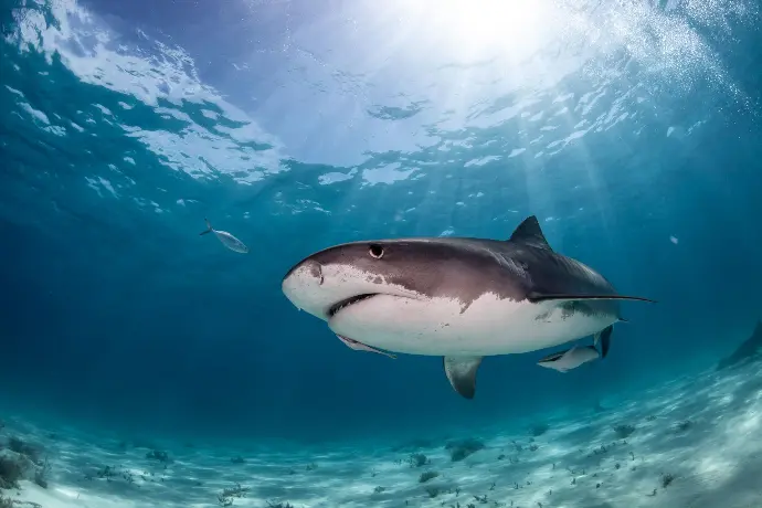Tiger Beach, Bahamas