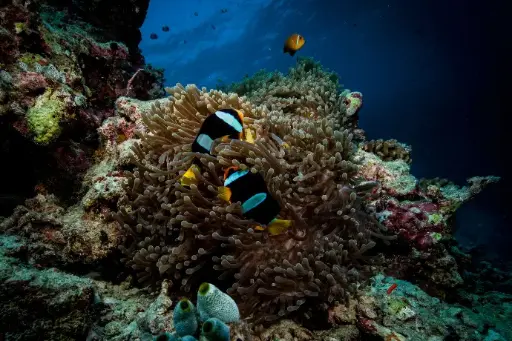 [SM01-PLAYA] Playa del Carmen Dive