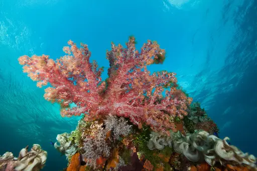[SM02-COZ] Buceo en Cozumel
