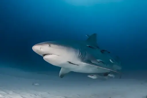 [SM03-TIB] Buceo con Tiburón Toro