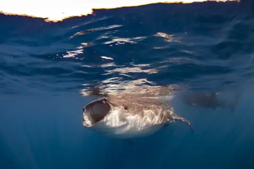 [SM04-BALL] Snorkel con Tiburón Ballena