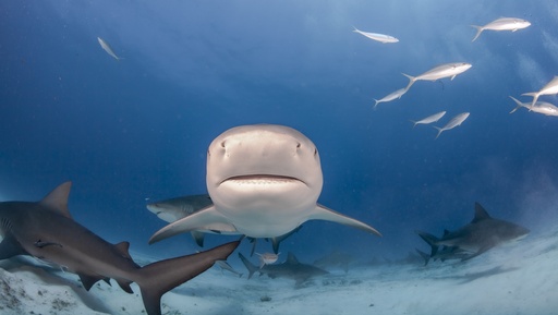 Paquete Buceo Agua Abierta