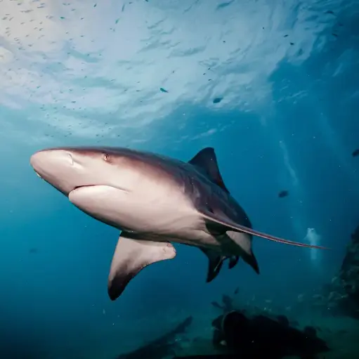 [EXP-001-CABO] Cabo Pulmo, BCS