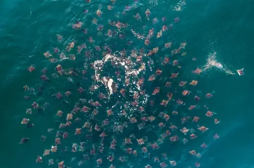 [EXP-006-GBCS] Gulf of California, BCS